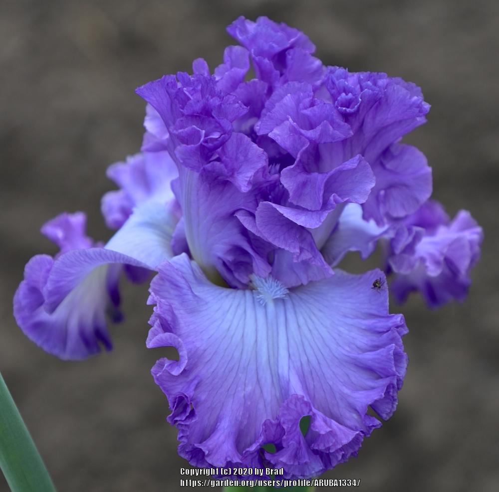 Photo of Tall Bearded Iris (Iris 'Necklace') uploaded by ARUBA1334