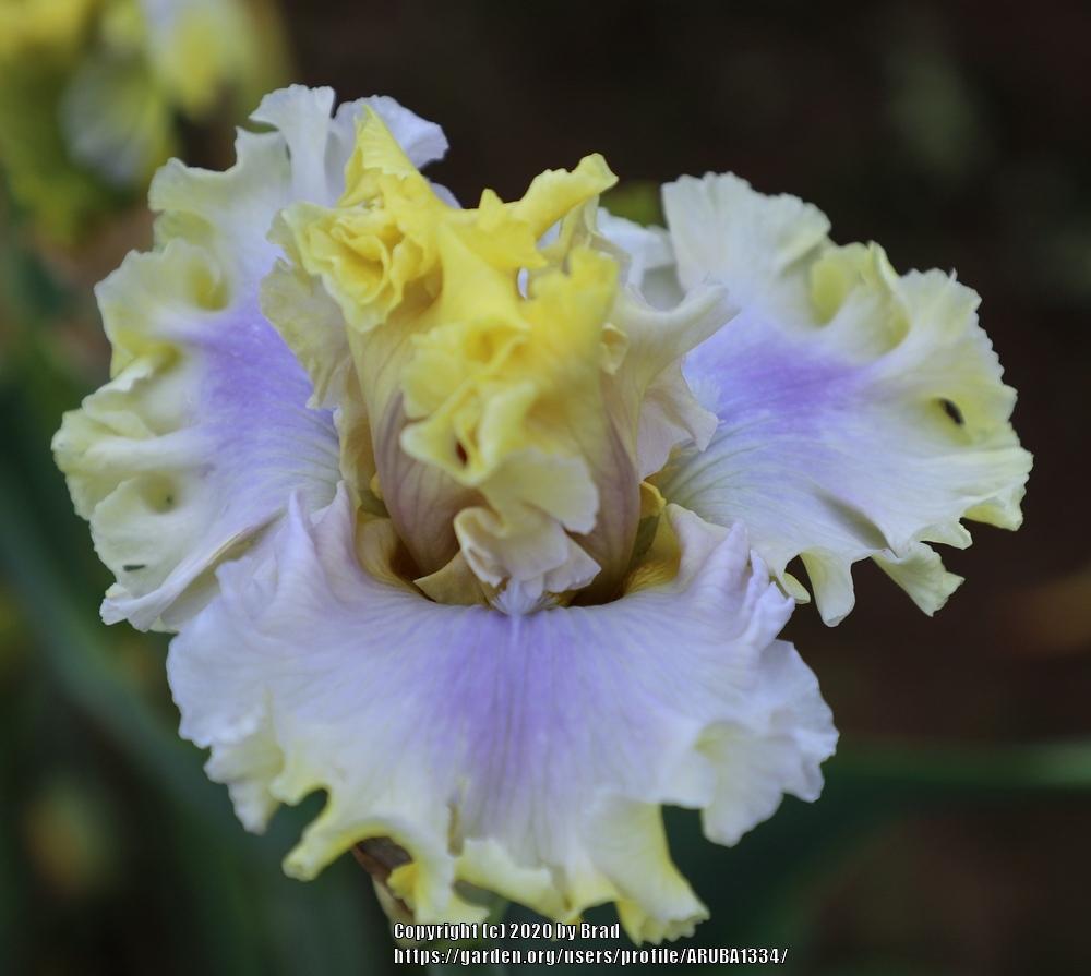 Photo of Tall Bearded Iris (Iris 'Gentle Manner') uploaded by ARUBA1334