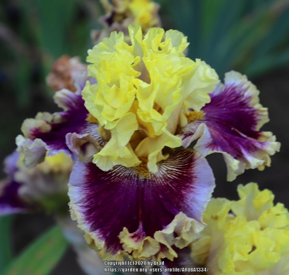 Photo of Tall Bearded Iris (Iris 'Dressed to the Nines') uploaded by ARUBA1334