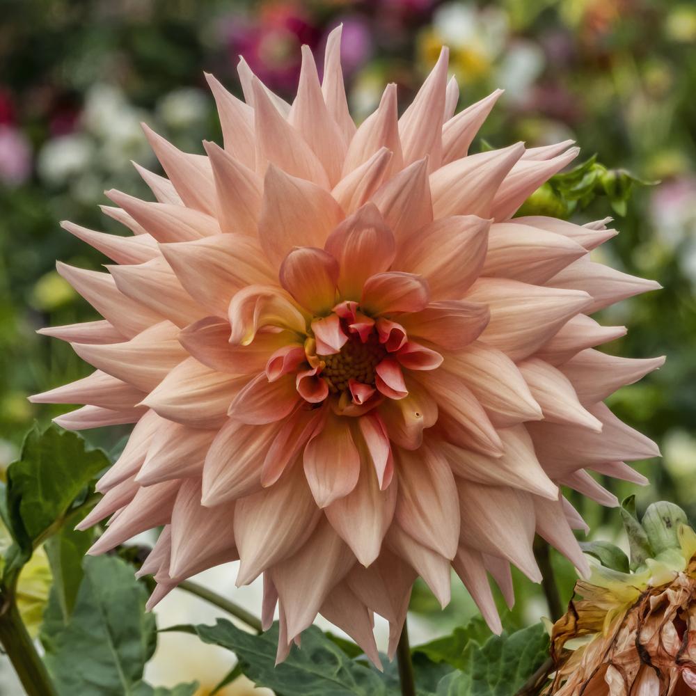 Photo of Dahlia 'Surprise' uploaded by arctangent