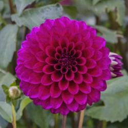 Location: Dahlia Hill, Midland, Michigan
Date: 2019-09-26
Classed as purple, it looks more pink to me.  Certainly not the d