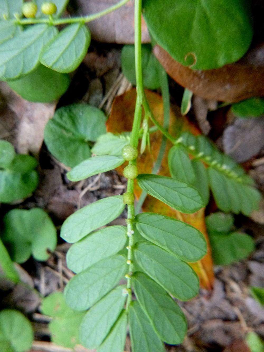 Photo of Chamber Bitter (Phyllanthus urinaria) uploaded by scvirginia