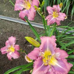 Location: Blue Ridge Daylilies Display Beds
Date: 2020-06-24
Line out of divisions at Blue Ridge Daylilies Display Beds