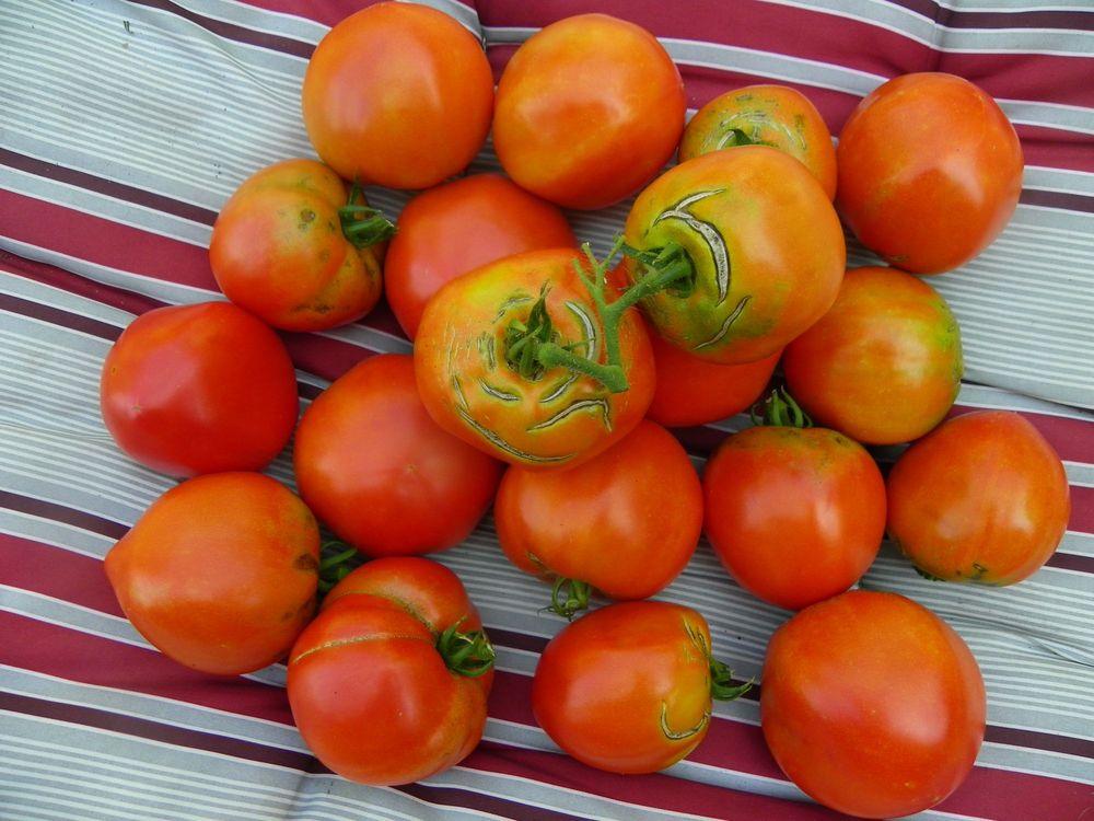 Photo of Tomato (Solanum lycopersicum 'Better Boy') uploaded by Newyorkrita