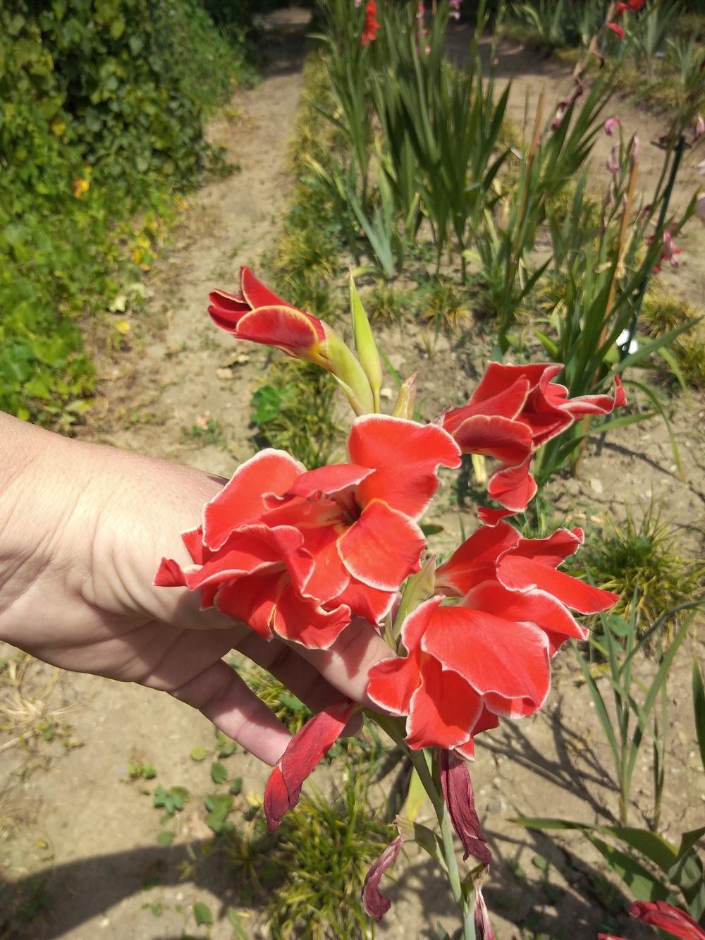 Photo of Gladiolus 'Atom' uploaded by Sanja