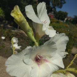 Location: Botanical Garden, Faculty of Scence, Zagreb, Croatia
Date: 2020-07-27
Gladiolus x gandavensis 'White Prosperity'