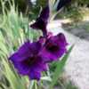 Gladiolus Grandiflorus series 'Purple Flora'
