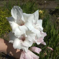 Location: Botanical Garden, Faculty of Scence, Zagreb, Croatia
Date: 2020-07-20
Gladiolus x gandavensis 'White Prosperity'