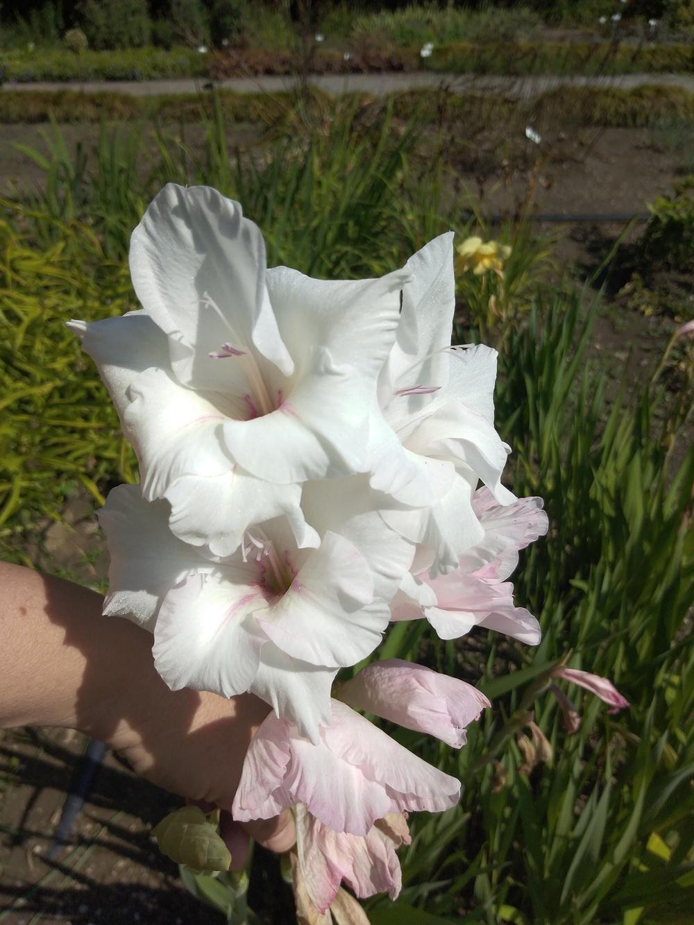 Photo of Hybrid Gladiola (Gladiolus x gandavensis 'White Prosperity') uploaded by Sanja