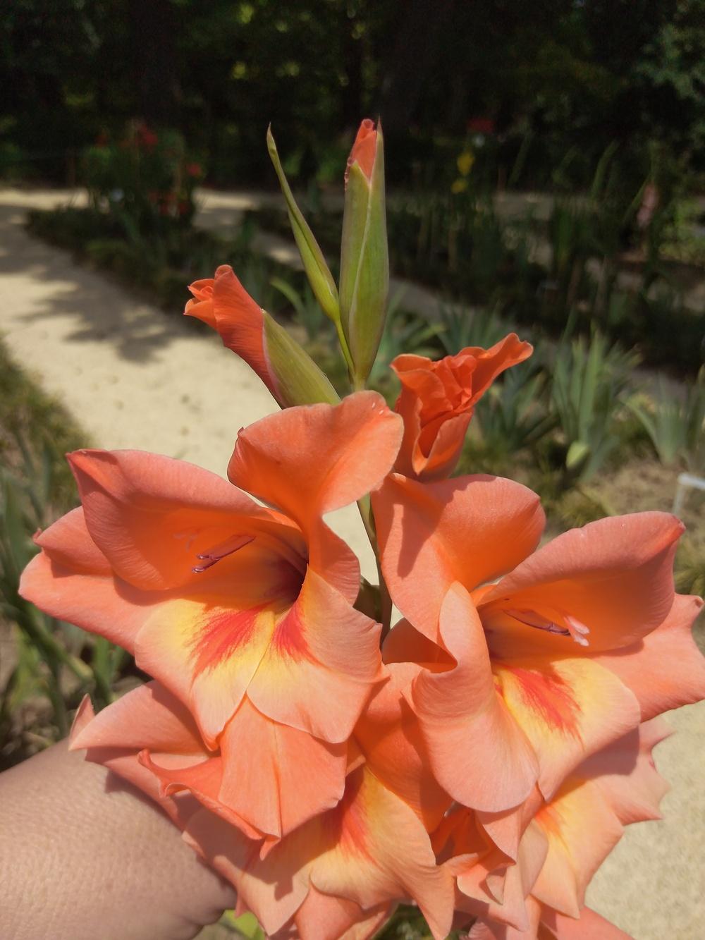 Photo of Hybrid Gladiola (Gladiolus 'Peter Pears') uploaded by Sanja