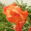 Gladiolus Grandiflorus series 'Hunting Song' Orange