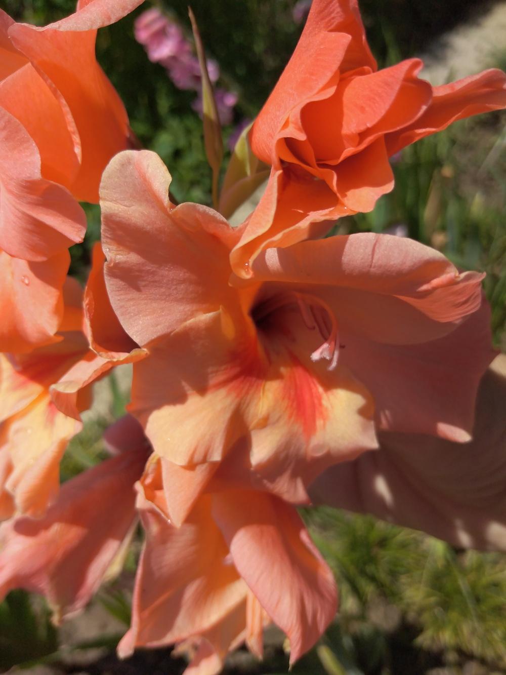 Photo of Hybrid Gladiola (Gladiolus 'Peter Pears') uploaded by Sanja