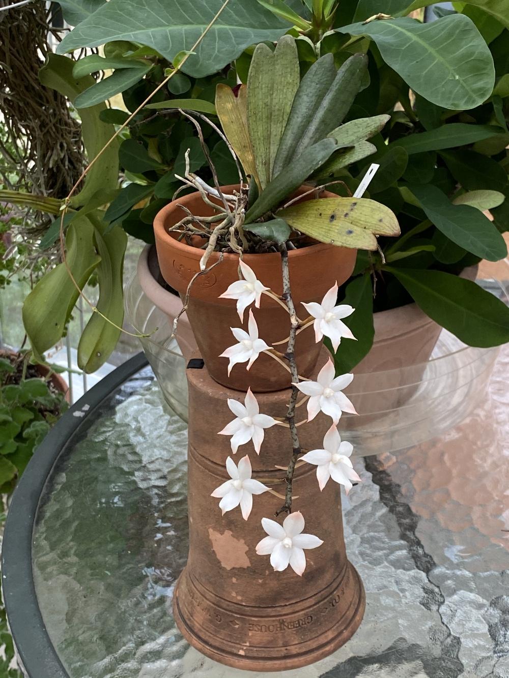 Photo of Orchid (Aerangis biloba) uploaded by Ursula