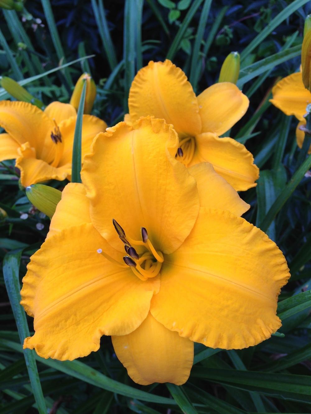 Photo of Daylily (Hemerocallis 'Intense Orange Gold') uploaded by hillbilly