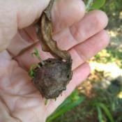 This interesting seed pod is rupturing with a number of tiny new 