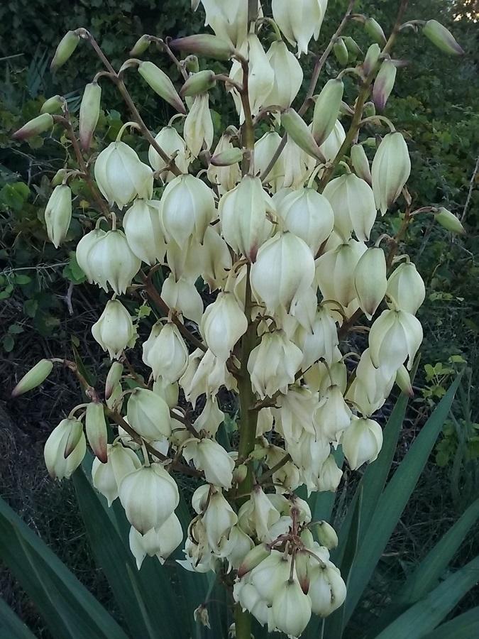 Photo of Spanish Dagger (Yucca gloriosa) uploaded by Lucius93