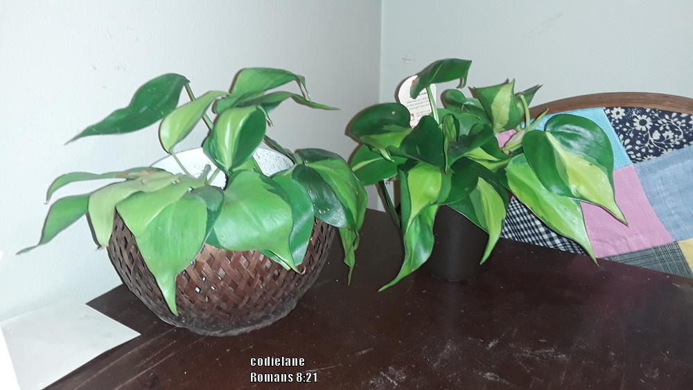 Photo of Philodendron (Philodendron hederaceum var. oxycardium 'Brasil') uploaded by codielane