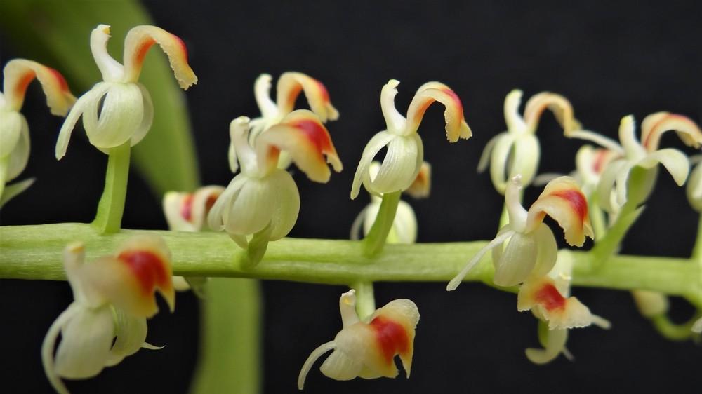 Photo of Orchid (Liparis rhombea) uploaded by hawkarica