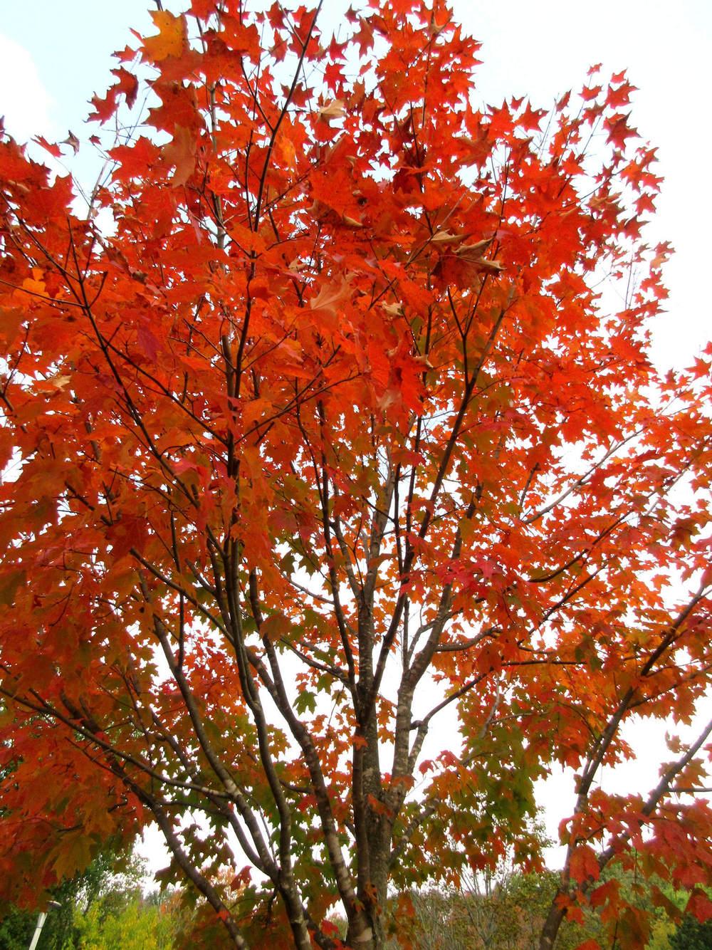 Photo of Red Maple (Acer rubrum) uploaded by janelp_lee