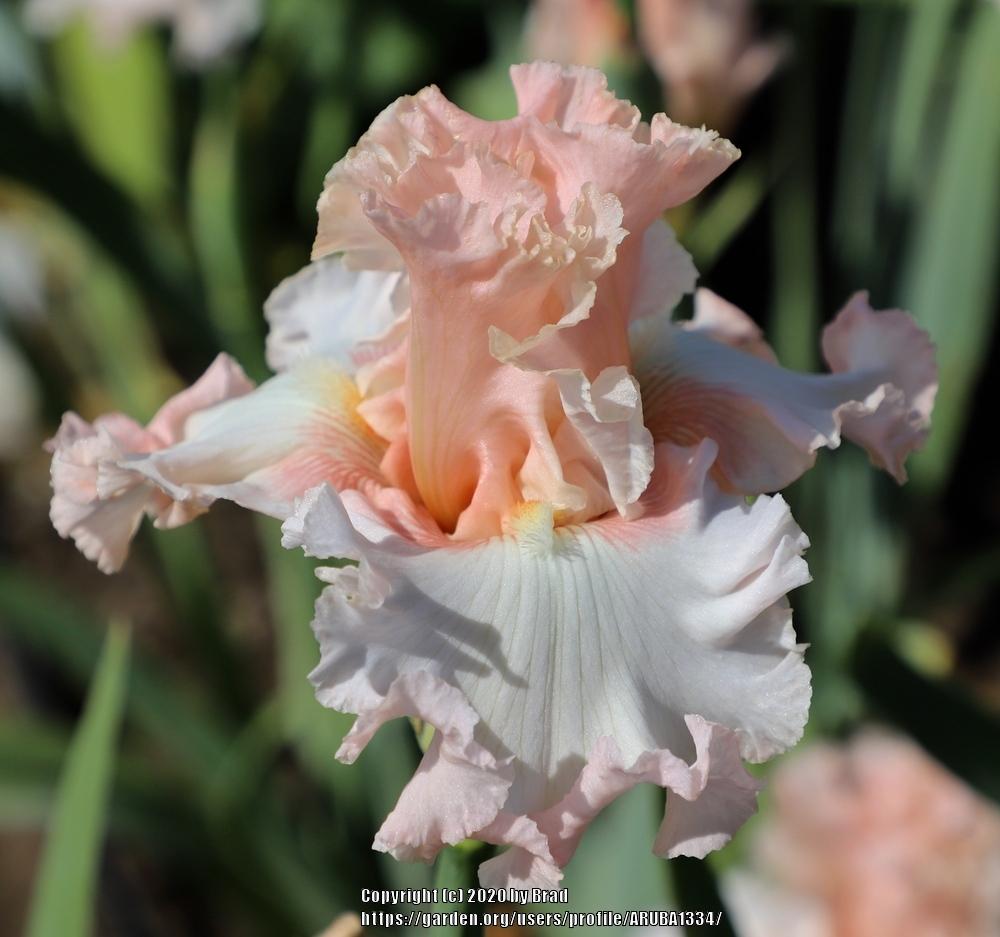 Photo of Tall Bearded Iris (Iris 'Magical Powers') uploaded by ARUBA1334