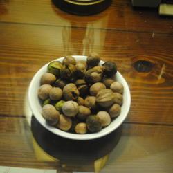 Location: Downingtown Pennsylvania
Date: 2020-10-11
bowl of nuts to be germinated later