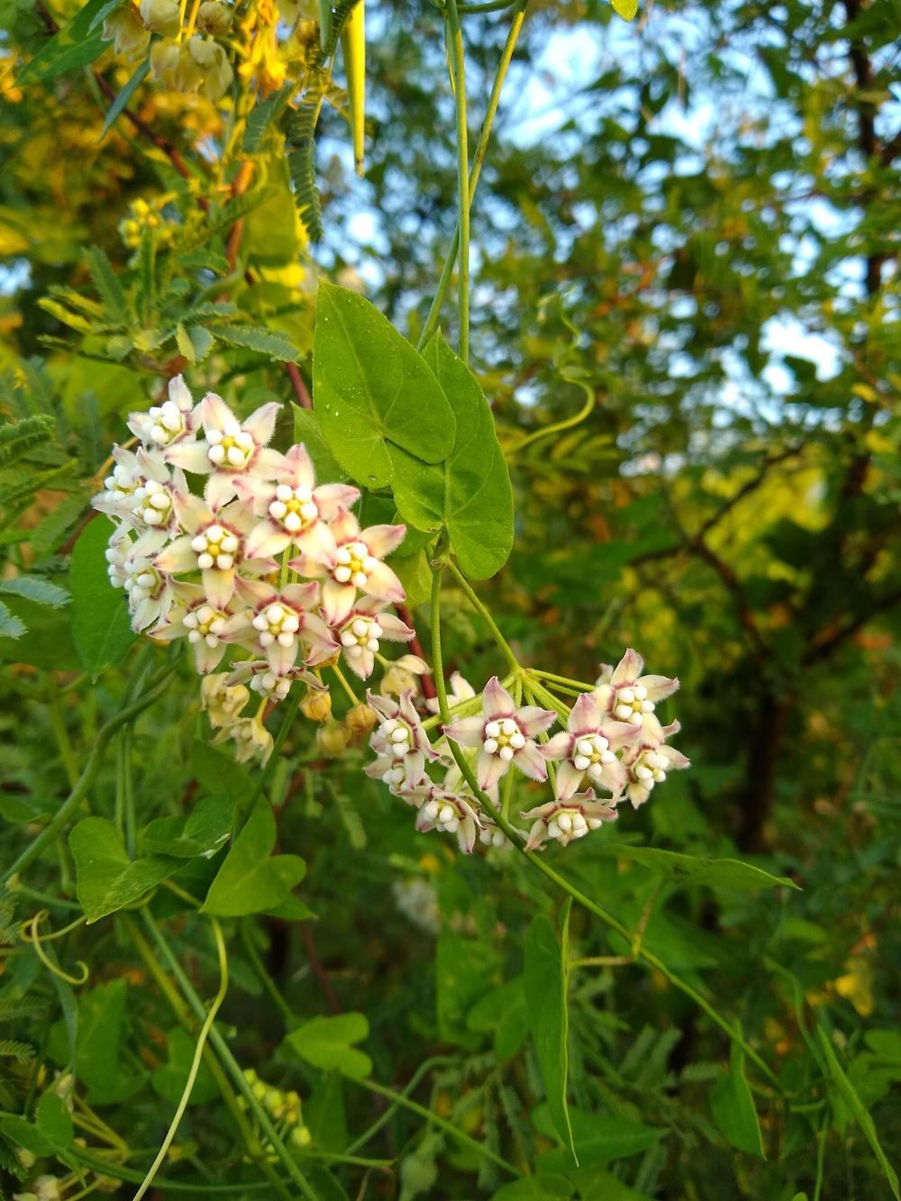 Photo of Climbing Milkweed Vine (Funastrum cynanchoides) uploaded by christinereid54