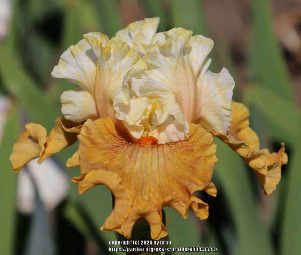 Photo of Tall Bearded Iris (Iris 'Beyond the Rainbow') uploaded by ARUBA1334