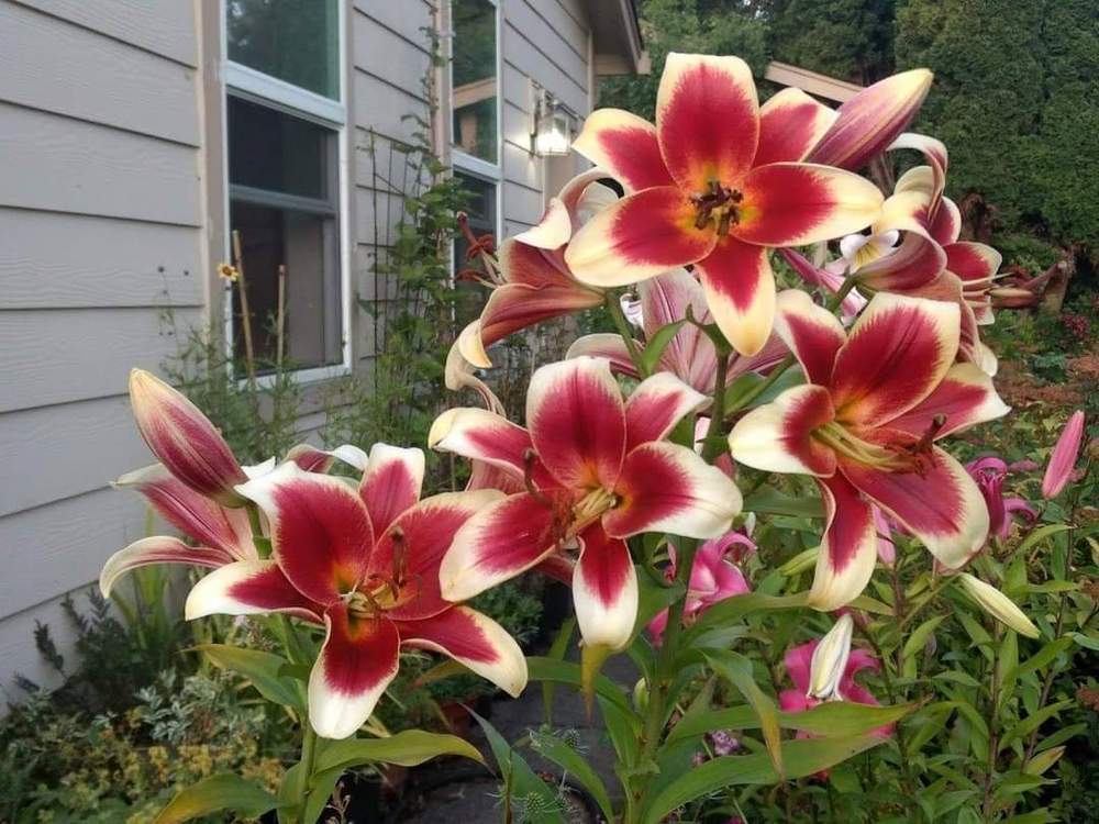Photo of Lily (Lilium 'Red Dutch') uploaded by Joy