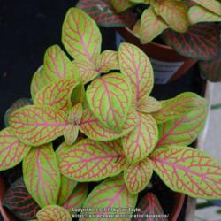 Location: RHS Harlow Carr, Yorkshire, UK
Date: 2017-01-02
In the plant sales area