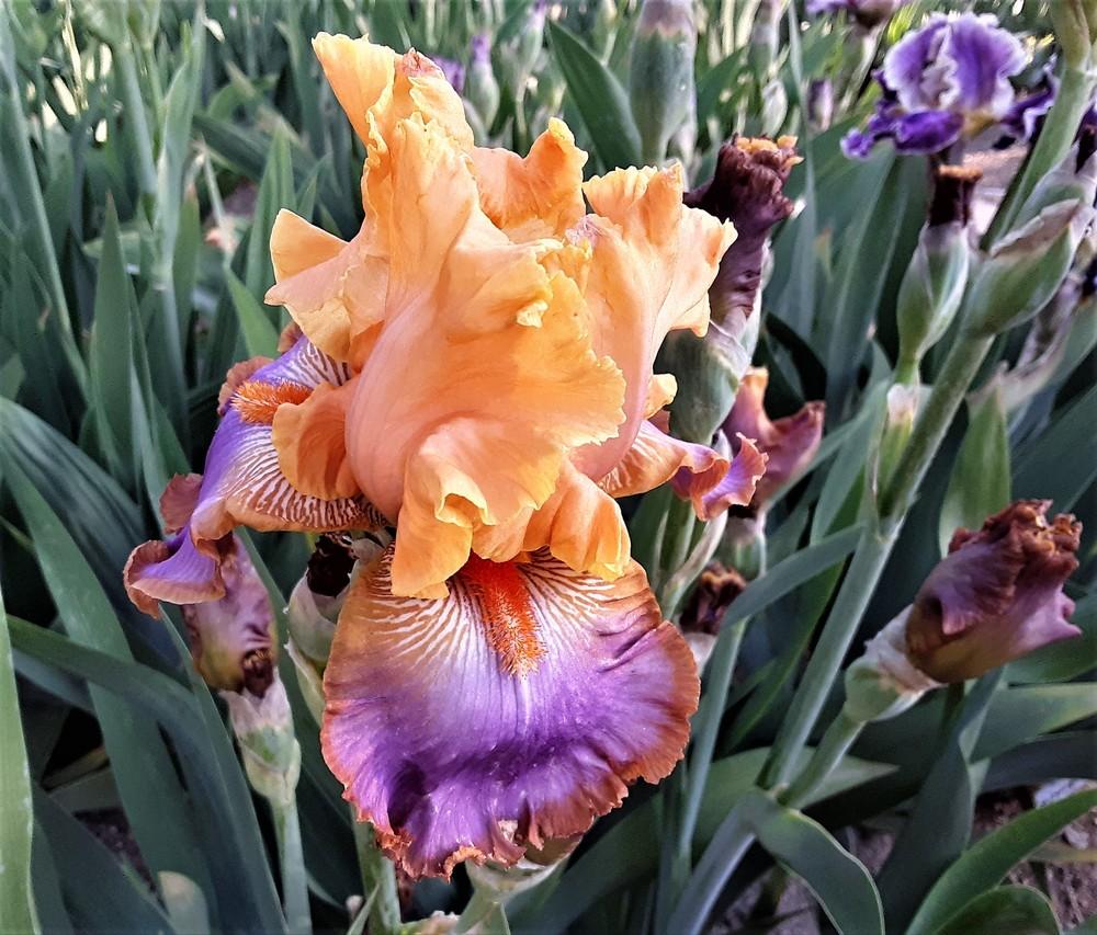 Photo of Tall Bearded Iris (Iris 'Grand Canyon Sunset') uploaded by Bitoftrouble