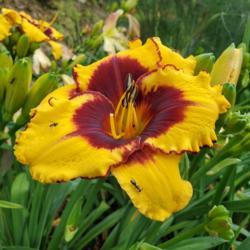Location: Blue Ridge Daylilies Display Beds
Date: 2020-06-24
bloom with creatures