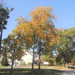 Location: Downingtown Pennsylvania
Date: 2020-10-14
three trees in fall