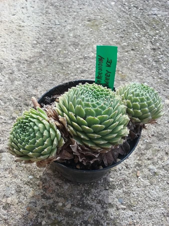 Photo of Hen and Chicks (Sempervivum 'Raspberry Ice') uploaded by Lucius93