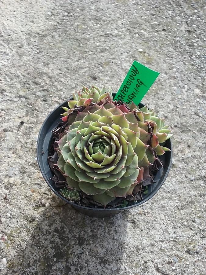 Photo of Hen and Chicks (Sempervivum 'Hayling') uploaded by Lucius93