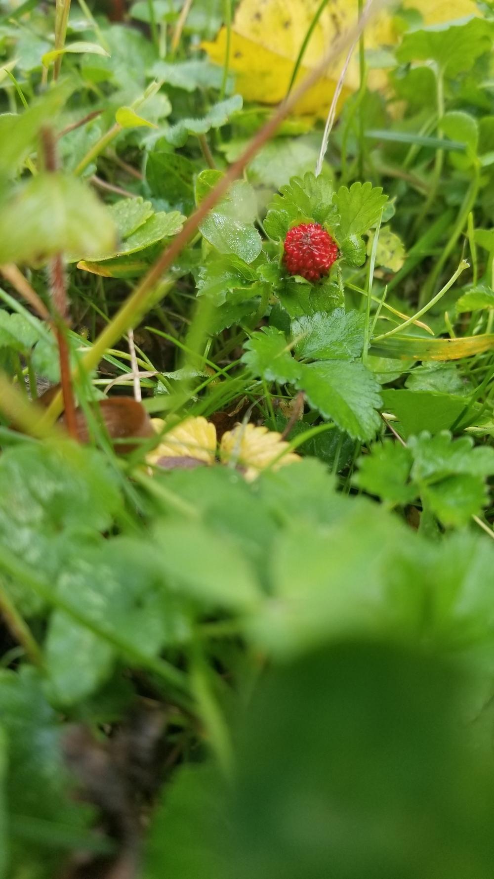 Photo of Mock Strawberry (Potentilla indica) uploaded by ManateeEssex