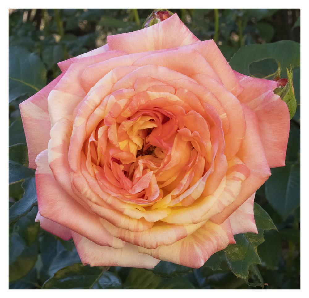 Photo of Rose (Rosa 'Peach Swirl') uploaded by kohala