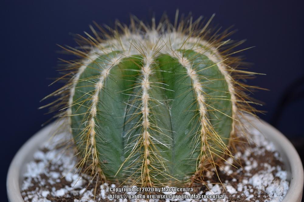 Photo of Ball Cactus (Parodia magnifica) uploaded by Macrocentra