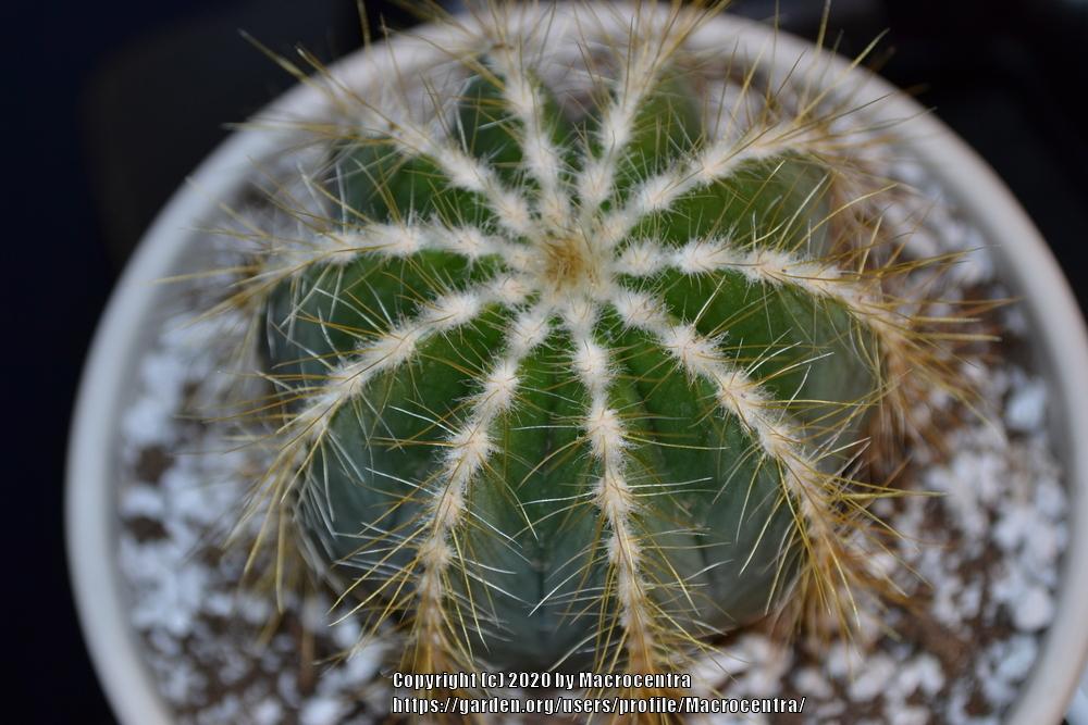 Photo of Ball Cactus (Parodia magnifica) uploaded by Macrocentra