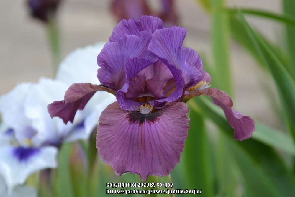 Photo of Arilbred Iris (Iris 'Suspect') uploaded by Serjio