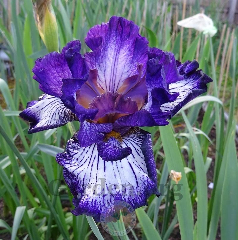 Photo of Tall Bearded Iris (Iris 'Finish Line') uploaded by Totally_Amazing