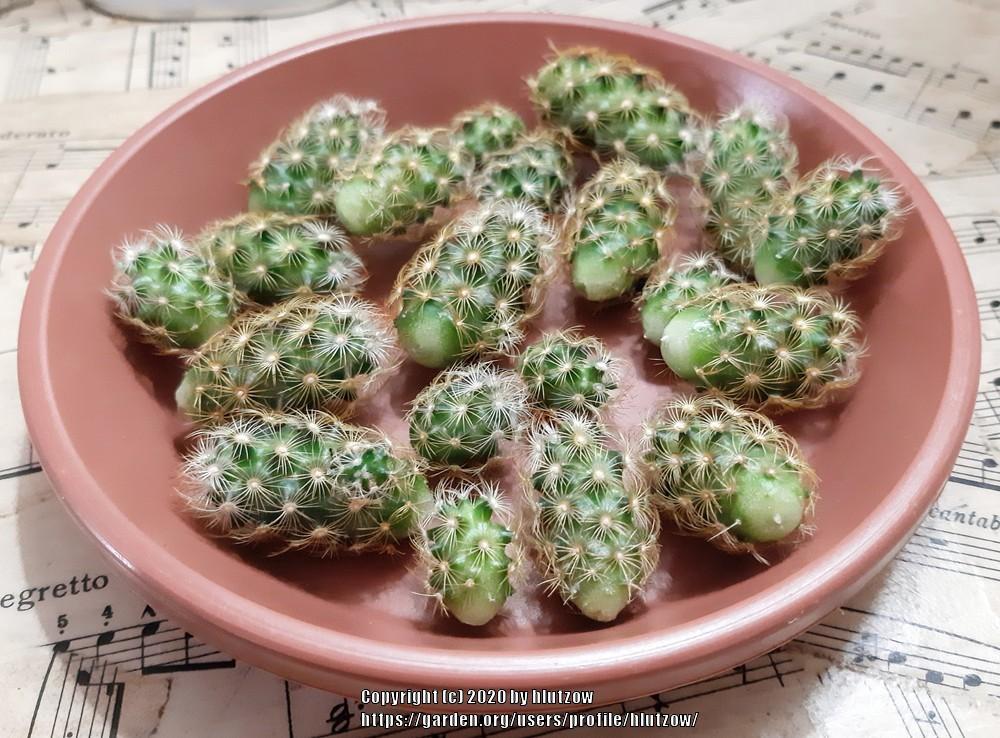 Photo of Ladyfinger Cactus (Mammillaria elongata) uploaded by hlutzow