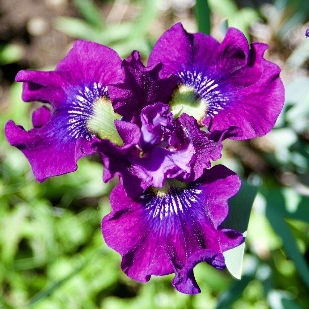 Photo of Siberian Iris (Iris 'Say Please') uploaded by ljones88