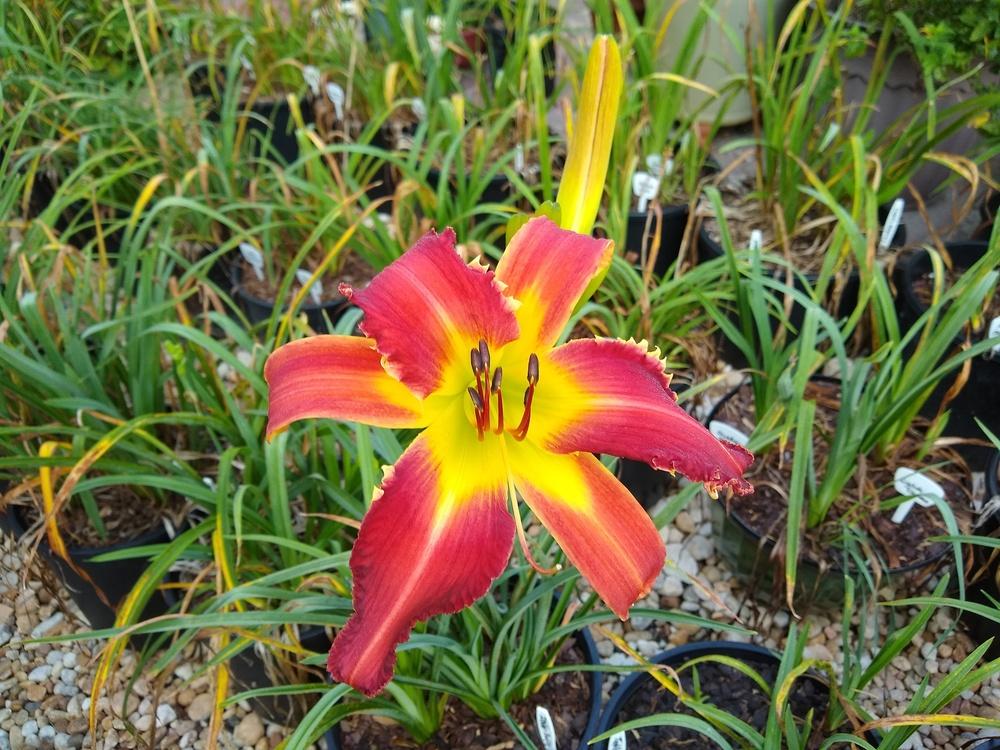 Photo of Daylily (Hemerocallis 'River City Tooth Fairy') uploaded by MrKGDickie