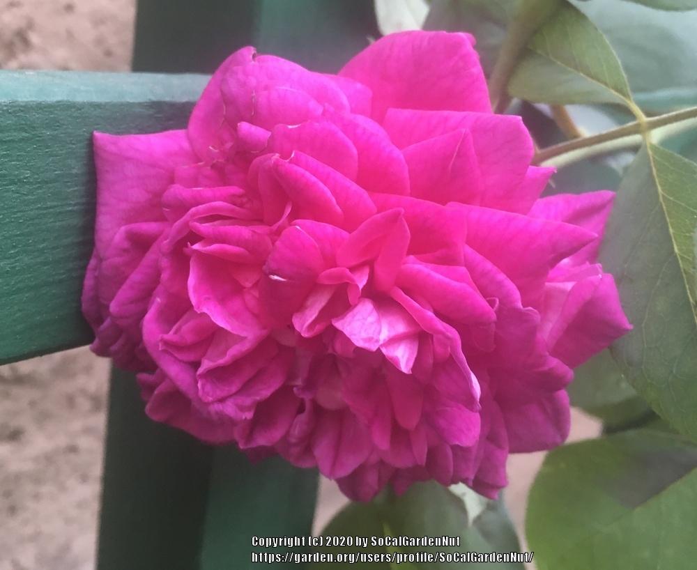 Photo of Rose (Rosa 'Madame Isaac Pereire') uploaded by SoCalGardenNut