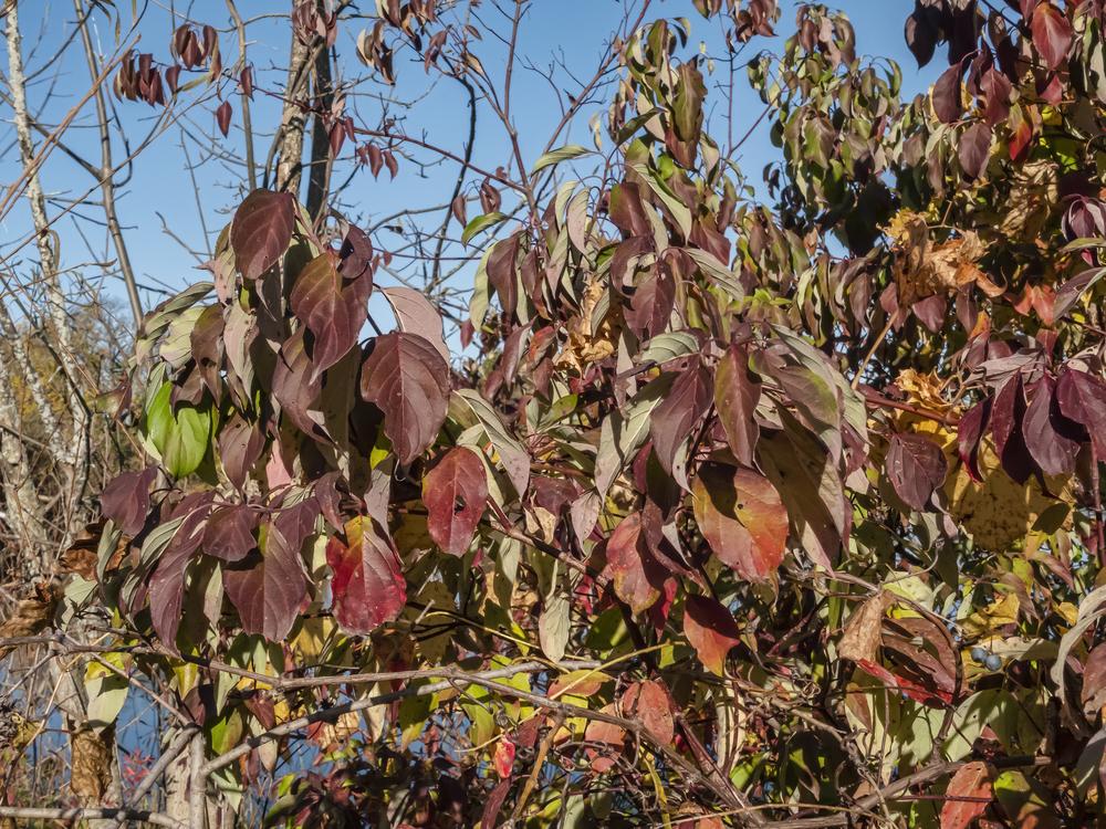 Photo of Gray Dogwood (Cornus racemosa) uploaded by arctangent