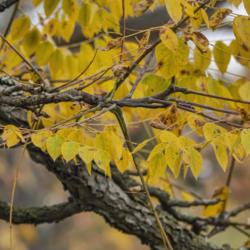 Location: Matthaei Botanical Gardens, Ann Arbor
Date: 2020-10-14
The typical fall color for this species is yellow