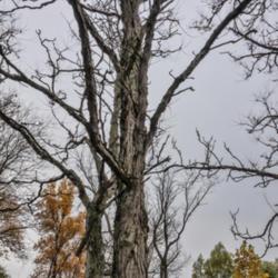 Location: Matthaei Botanical Gardens, Ann Arbor
Date: 2020-10-14
Characteristic rough bark on trunk and limb, and stubby, knobby, 