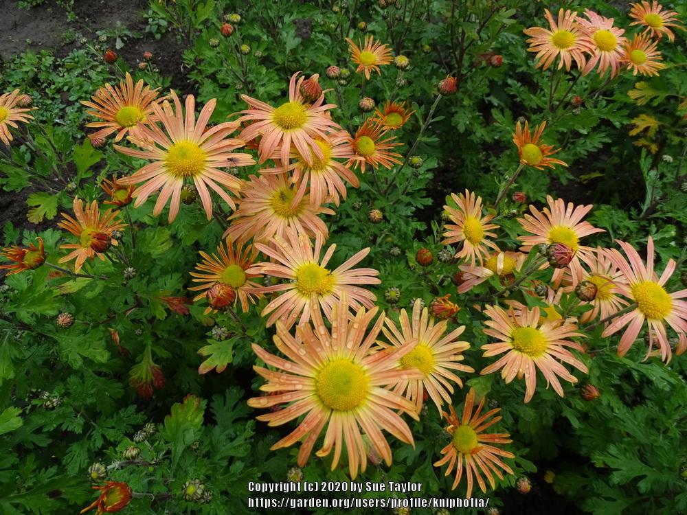 Photo of Hardy Chrysanthemum (Chrysanthemum x rubellum 'Mary Stoker') uploaded by kniphofia
