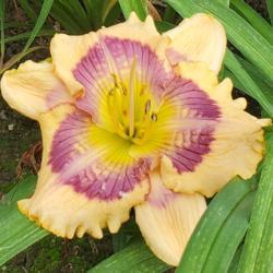 Location: Blue Ridge Daylilies Display Beds
Date: 2020-06-30
BLOOM!