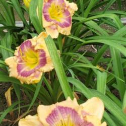 Location: Blue Ridge Daylilies Display Beds
Date: 2020-06-30
Line out of divisions at Blue Ridge Daylilies Display Beds